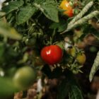 Τομάτες με καλή συνεκτικότητα και σφριγηλή επιδερμίδα