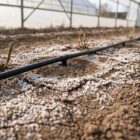 Κρούστα αλάτων στην επιφάνεια εδάφους θερμοκηπίου μετά το τέλος της καλλιέργειας