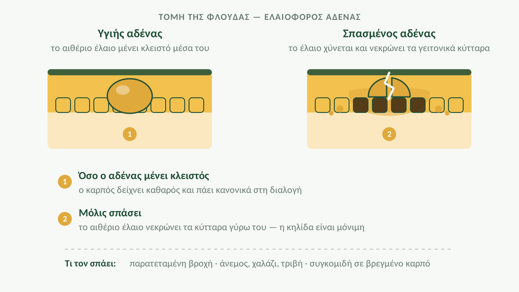 Σχηματική τομή φλούδας εσπεριδοειδούς με ελαιοφόρο αδένα που ρήγνυται και νεκρώνει τα γειτονικά κύτταρα